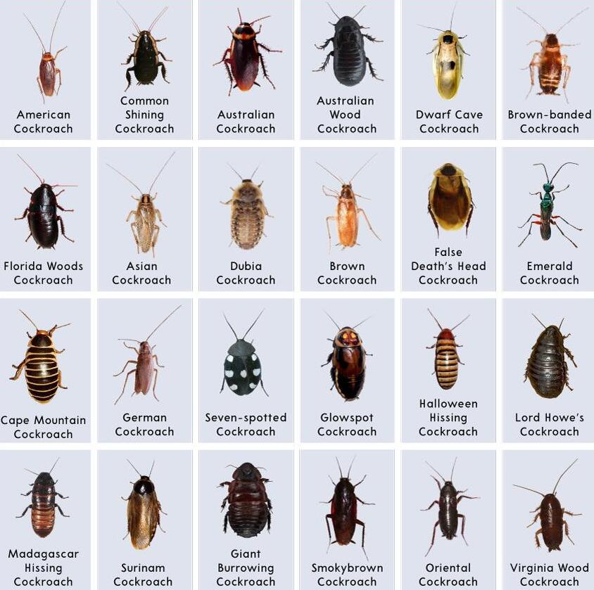 198 different cockroach species