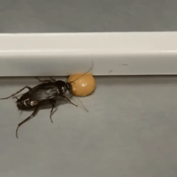 Cockroach gel bait long-lasting protection demonstration