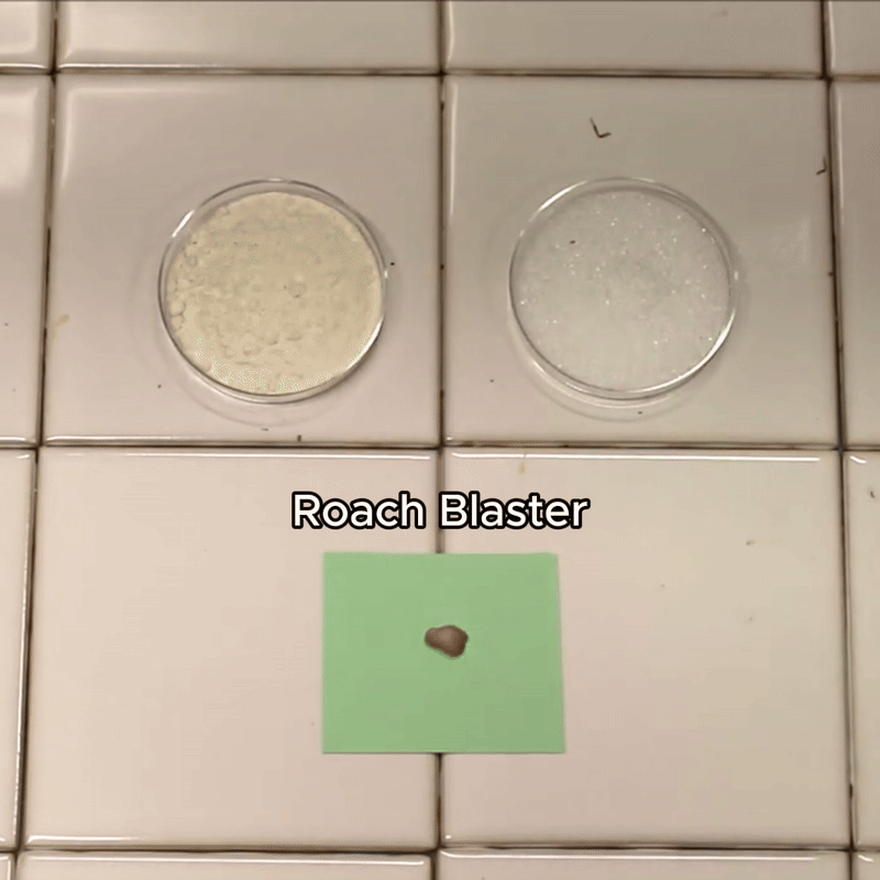 Cockroach gel bait attraction demonstration